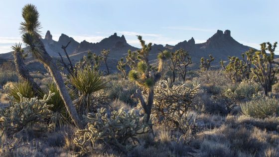 California clean energy project threatens thousands of Joshua trees: reports – MASHAHER