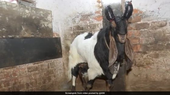 155 Kg Sacrificial Goat Sells For Rs 7 Lakh In Bhopal Ahead Of Bakrid – MASHAHER