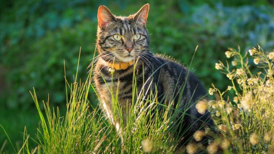 Deadline today for cat owners to microchip pets or face fine | UK News – MASHAHER