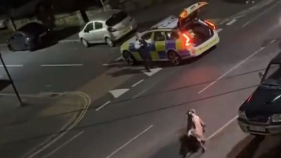 Farmer’s partner says officer who rammed cow in police car should be sacked | UK News – MASHAHER