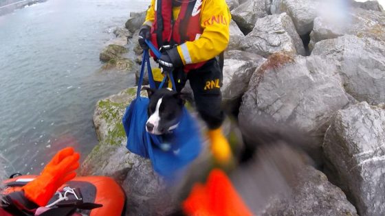 Dog and owner rescued by lifeboat after getting stranded on rocks | UK News – MASHAHER