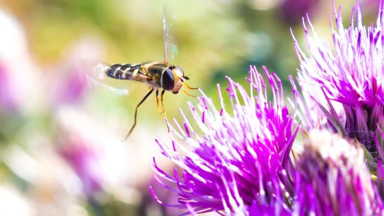 ‘One of the great wonders of nature’: Insect migration superhighway discovered | Science & Tech News – MASHAHER