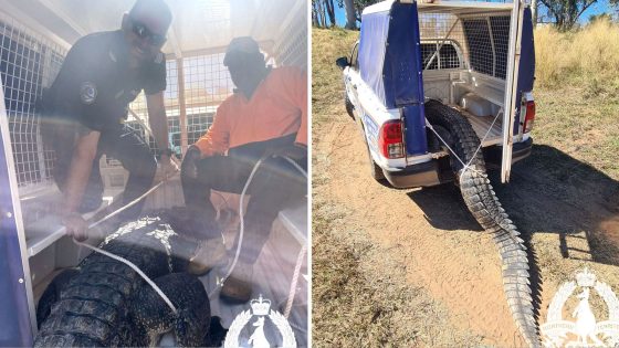 Crocodile that lunged at children is shot and cooked for local residents in northern Australia | World News – MASHAHER