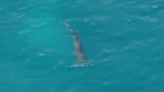 Spanish police share footage of shark after sighting prompts closure of popular tourist beach for two days | World News – MASHAHER