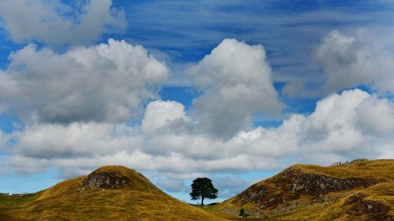 Second man denies felling Sycamore Gap tree and damaging Hadrian’s Wall | UK News – MASHAHER