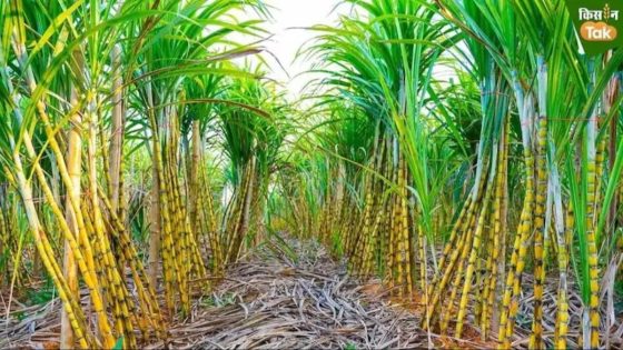 Millions of farmers thrive as sugarcane sector supports ancillary industries – MASHAHER