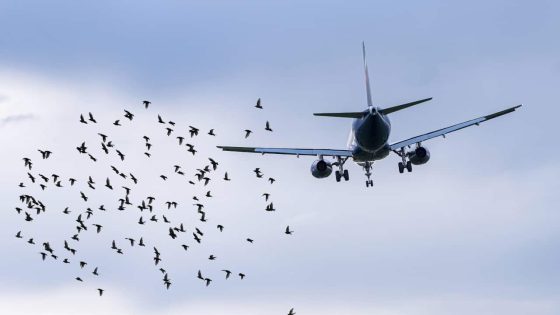 What happens when a bird hits a plane? And how often does it happen? – MASHAHER