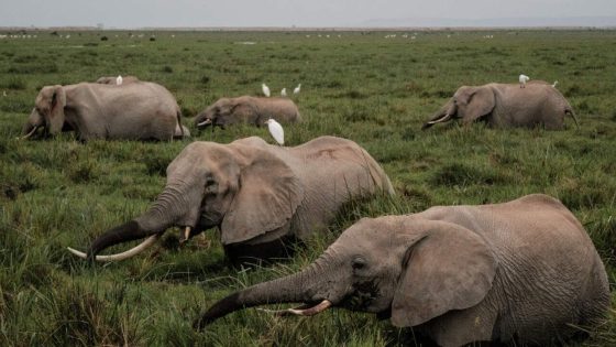 Elephants call each other by names, new research finds – MASHAHER