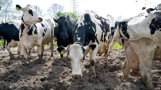 Denmark will introduce the world’s first emissions tax for cows and pigs – MASHAHER