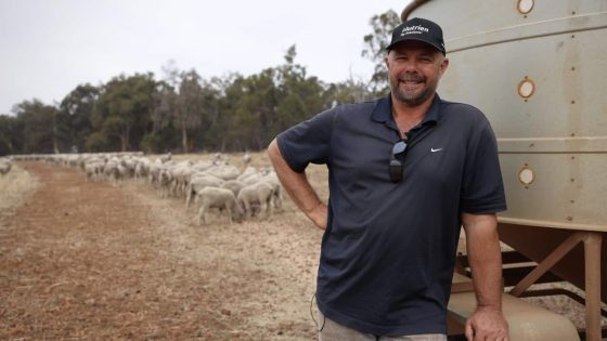 Live sheep exports: Sheep farming is all Scott knows – but his future is now uncertain – MASHAHER