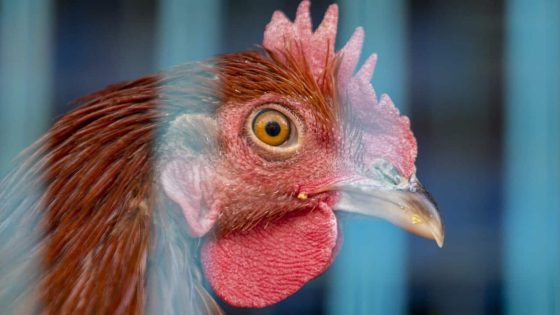 Bird flu: Tens of thousands of hens to be euthanised after fifth case – MASHAHER