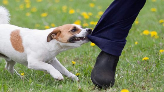 Australia Post says small dog attacks a big problem for posties – MASHAHER