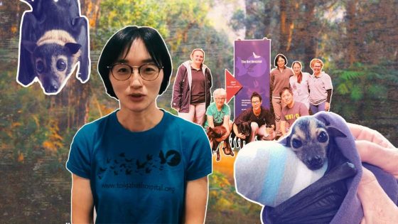 Hyojin rescues orphaned flying foxes. Wildlife carers say ‘no bats means no koalas’ – MASHAHER