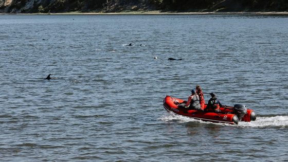 Animal rescuers try to keep dozens of dolphins away from Cape Cod shallows after mass stranding – MASHAHER