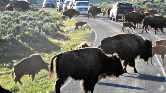 Yellowstone visitors hope to catch a glimpse of rare white buffalo – MASHAHER