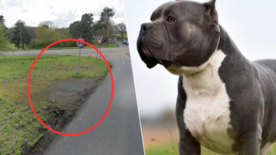 XL Bully found ‘tied to road sign’ by couple who feared abandoned dog was a ‘trap’ – MASHAHER