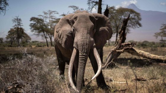 On the Kenya-Tanzania Border, an Elephant Hunting Ban Has Collapsed – MASHAHER