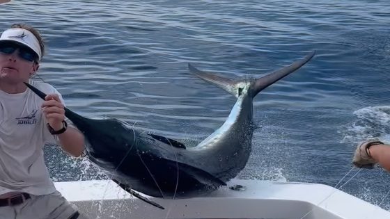 Watch: Deckhand nearly skewered as blue marlin leaps into boat – MASHAHER