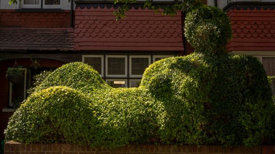 You See a Hedge. He Sees Something Else. – MASHAHER