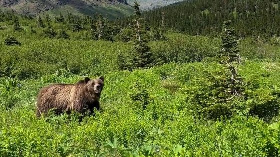 Video shows woman’s scarily close encounter with grizzly. She says she’d still ‘choose the bear.’ – MASHAHER