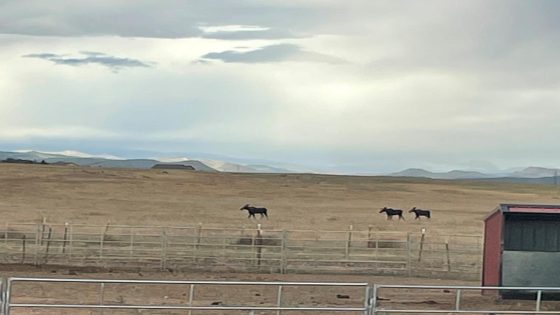 Not one but three moose show up in most unusual Northern Colorado location – MASHAHER