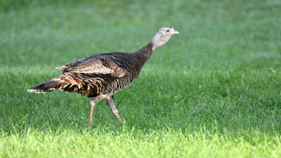 See a turkey or grouse in Ohio? Report it – MASHAHER