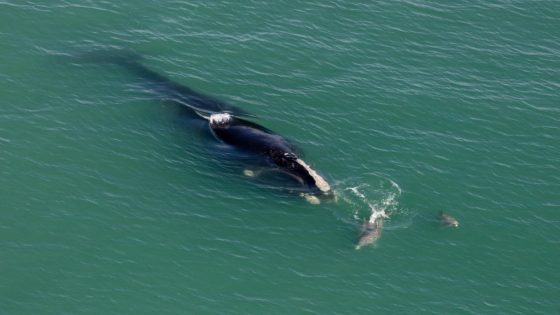 Scientists hopeful after sighting of rare whale not seen in over a century: ‘Such an unbelievable occurrence’ – MASHAHER