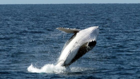 Two men seriously injured after whale hits boat off Kalbarri coast – MASHAHER