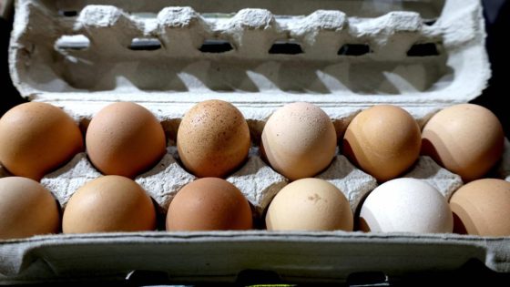 Warning price of eggs could rise due to shortages linked to bird flu, Ritchies IGA boss says – MASHAHER