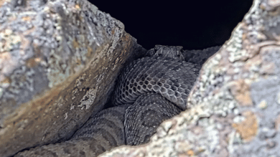 Hundreds of Rattlesnakes Seen in ‘Mega-den’ in Colorado – MASHAHER