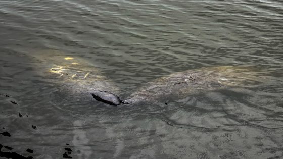 Pair of manatees spotted in the Hague in Norfolk – MASHAHER