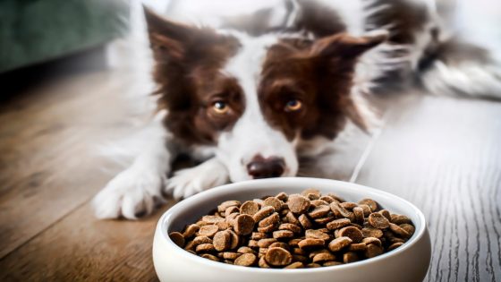 Popular Dog & Cat Food Recalled for Possible Listeria Risk to Pets and Humans – MASHAHER