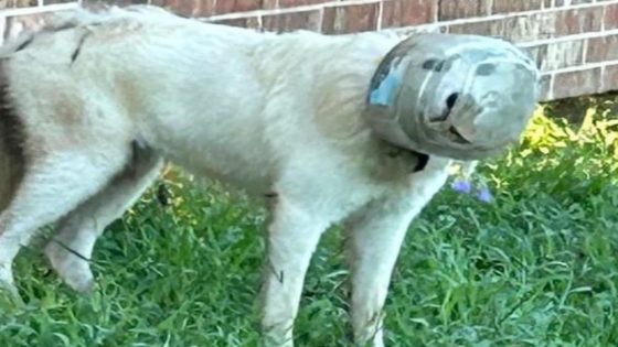 Texas town launches massive manhunt with drones to find missing dog with bowl on his head – MASHAHER