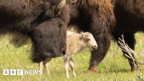 Sacred buffalo calf offers hope amid efforts to revive species – MASHAHER