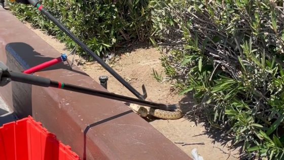 Fresno firefighters catch snake while grocery shopping – MASHAHER