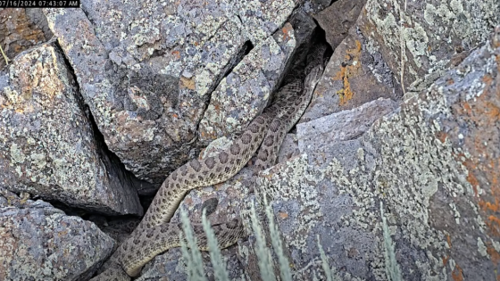 Livestream shows hundreds of rattlesnakes at “mega-den” in Colorado – MASHAHER