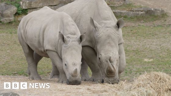 IVF in zoos ‘could help wild population’ – MASHAHER