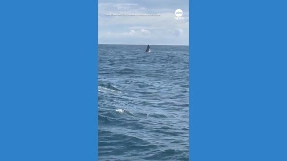 Video Schoolchildren scream with delight as whale breaches in English Channel – MASHAHER