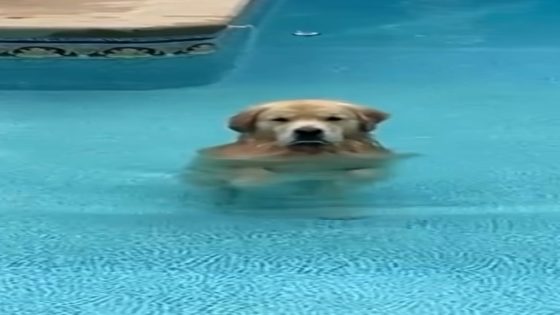 WATCH: Dog hilariously opts to walk in the pool rather than swim – MASHAHER