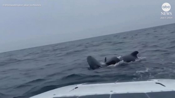 WATCH: Rower has stunning close encounter with huge pod of whales in North Atlantic – MASHAHER