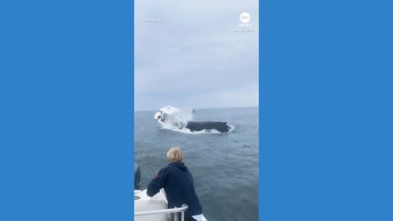 WATCH: Whale slams into boat off New Hampshire coast – MASHAHER