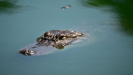 Woman attacked by 8-foot alligator in Hillsborough River: FWC – MASHAHER