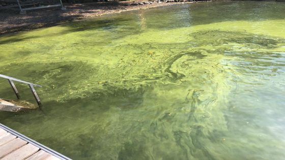 Upstate NY beach closed to swimming because of suspected blue-green algae – MASHAHER