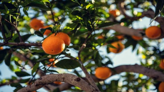 QuickCheck: Is it true that the colour orange was named after the fruit? – MASHAHER