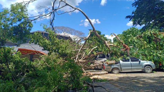 Five vehicles damaged by fallen tree in Tamparuli, Sabah – MASHAHER