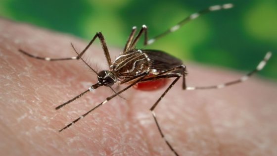 Dengue cases drop last week, no deaths reported – MASHAHER