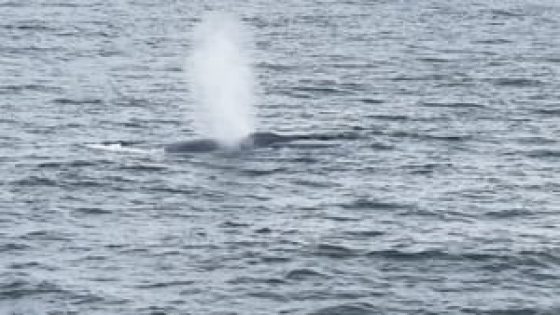 Giant sea creature — largest animal on earth — spotted off North Shore on Fourth of July – MASHAHER