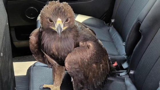 Eagle lands on Arizona police car seeking help in the heat. Watch the video – MASHAHER