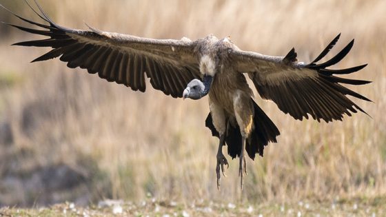 Shift in India’s Vulture Population Linked to Half a Million Human Deaths – MASHAHER