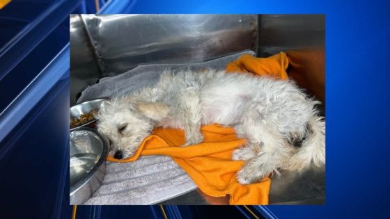 Arrest made after injured dog left to die in El Paso ditch, city says – MASHAHER